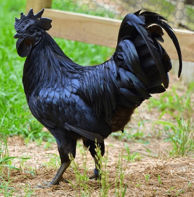 Harga Ayam Hitam Hari Ini