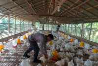 Harga Ayam Broiler