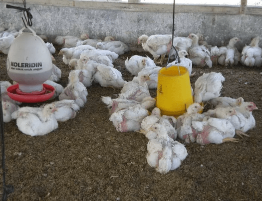 Harga Ayam Broiler di Banjarmasin