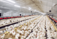 Harga Ayam Broiler