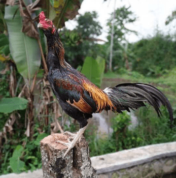 Harga Ayam Mangon