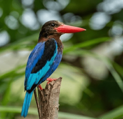 Burung Tengkek