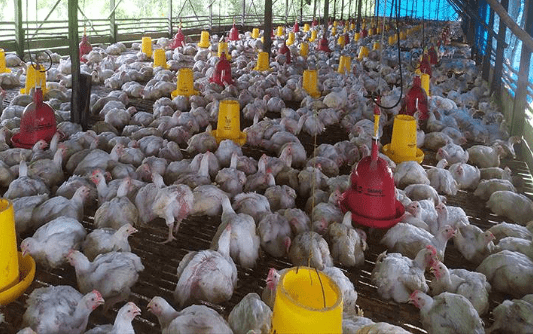 Harga Ayam Broiler