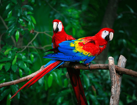 Burung Kakak Tua