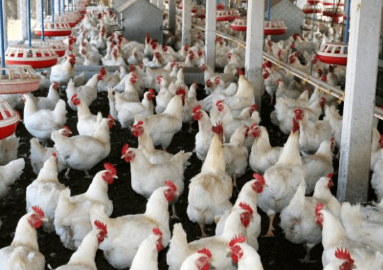 Harga Ayam Broiler