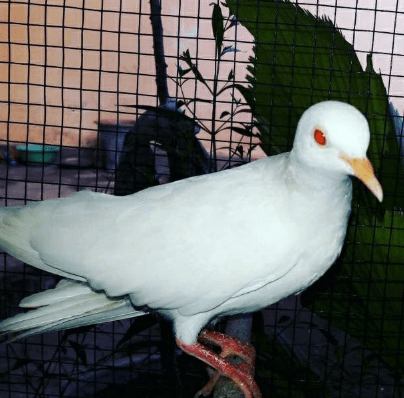 Perkutu Albino