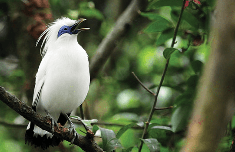 Burung Jalak Bali