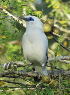 Burung Jalak Bali