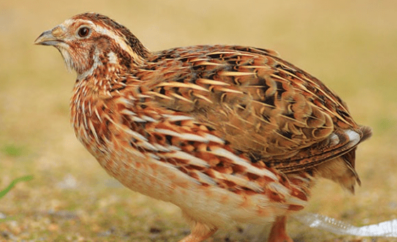 Harga Burung Puyuh