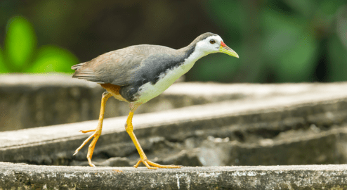 Harga Burung Ruak Ruak