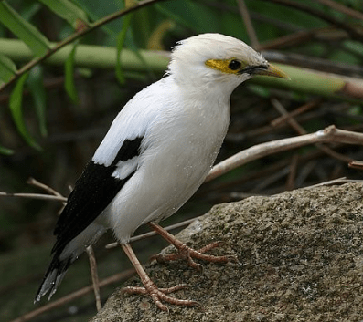 Burung Jalak Putih