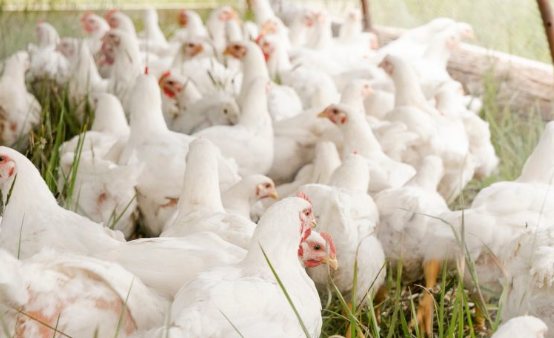 Harga Ayam Broiler di Pontianak