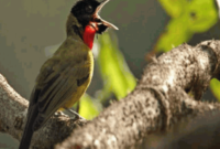 Burung Samyong Jawa