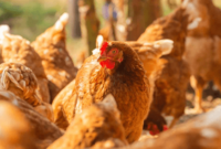 Daftar Harga Ayam Petelur Siap Telur Hari Ini