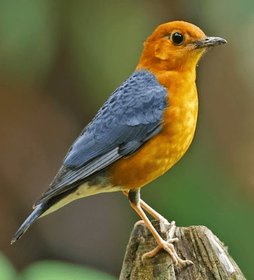 Burung Anis Merah