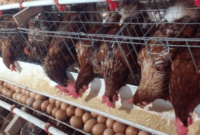 Daftar Harga Ayam Petelur Hari Ini