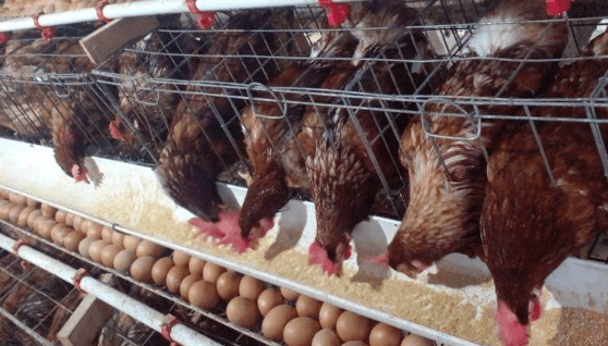 Daftar Harga Ayam Petelur Hari Ini