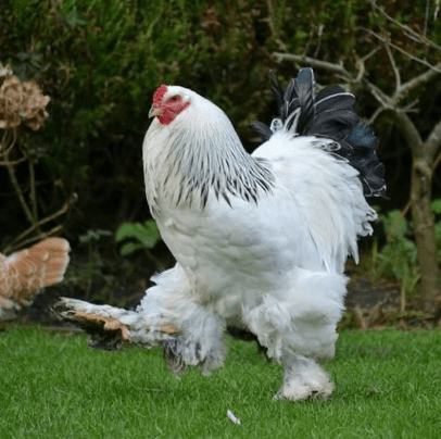 Ayam Brahma Putih