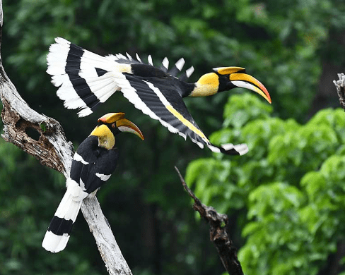 Burung Rangkong