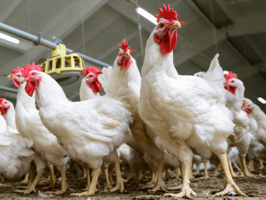 Harga Ayam Broiler di Bandung