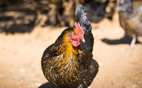 Harga Ayam Kub Hari Ini