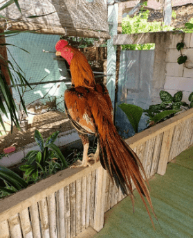 Ayam Bangkok Ekor Lidi