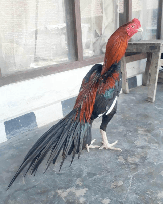 Ayam Bangkok Ekor Lidi