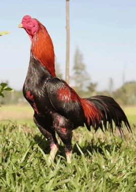 Ciri – Ciri Jenis Ayam Bangkok