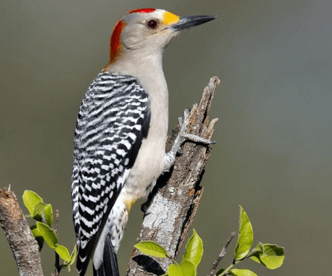 Burung Pelatuk