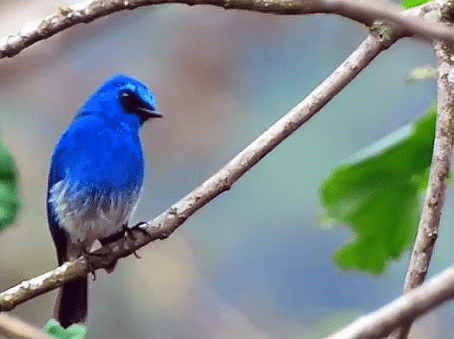 Harga Burung Slendang Biru