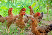 Daftar Harga Ayam Kampung Hidup Hari Ini