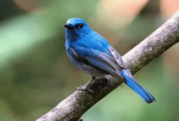 Burung Slendang Biru