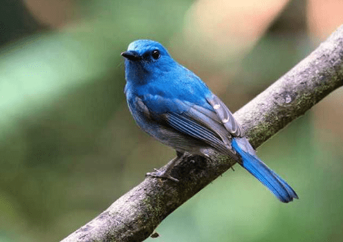 Burung Slendang Biru