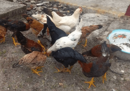 Daftar Harga Ayam kampung Hari Ini