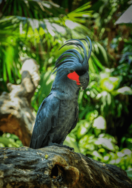 Burung Kakatua Raja