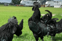 Harga Ayam Cemani Darah Hitam