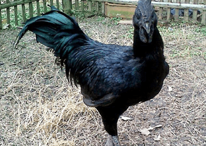 Ciri-Ciri Ayam Cemani