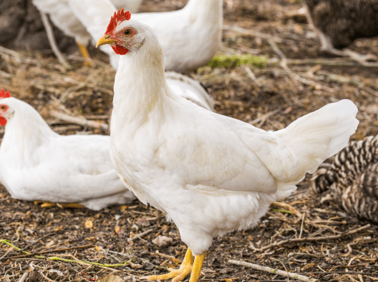 Harga Ayam Broiler