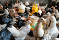 Harga Ayam Joper Hari Ini