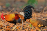 Ayam Hutan Sepasang