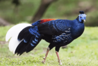 Ayam Hutan Kalimantan