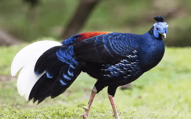 Ayam Hutan Kalimantan