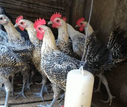 Ayam Arab Siap Telur