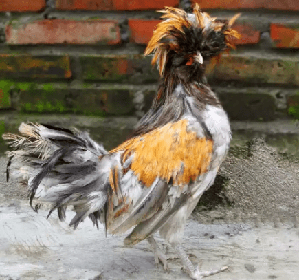 Ayam Serama Jambul