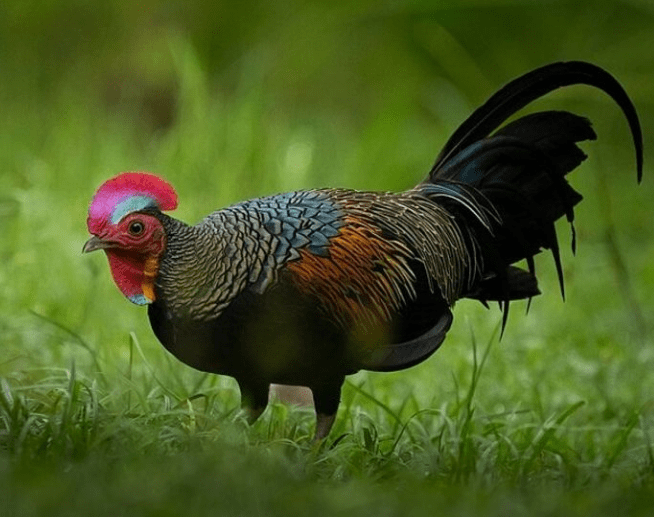 Ayam Hutan Jawa