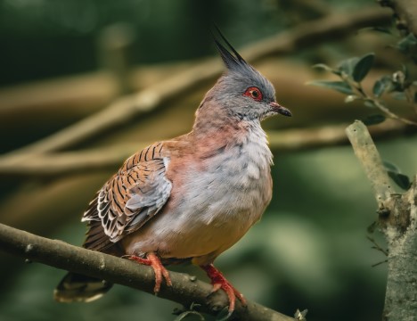 Merpati Jambul