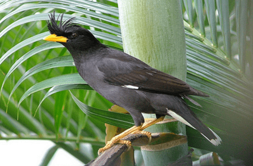 Burung Jalak Kebo Malaysia