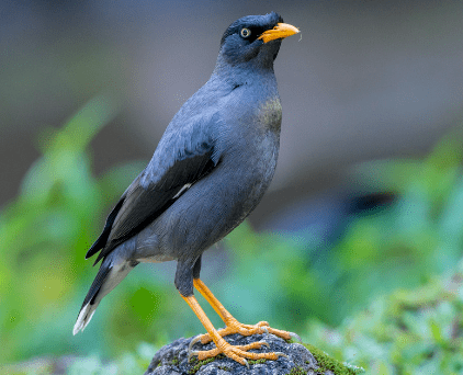 Burung Jalak Kebo