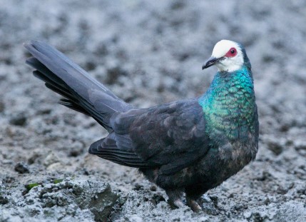 Burung Merpati Ekor Panjang