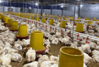 Harga Ayam Broiler Hari Ini Kabupaten Bogor, Jawa Barat